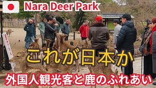 初めての外国人観光客も楽しめる奈良公園 これが日本か | NARA PARK JAPAN