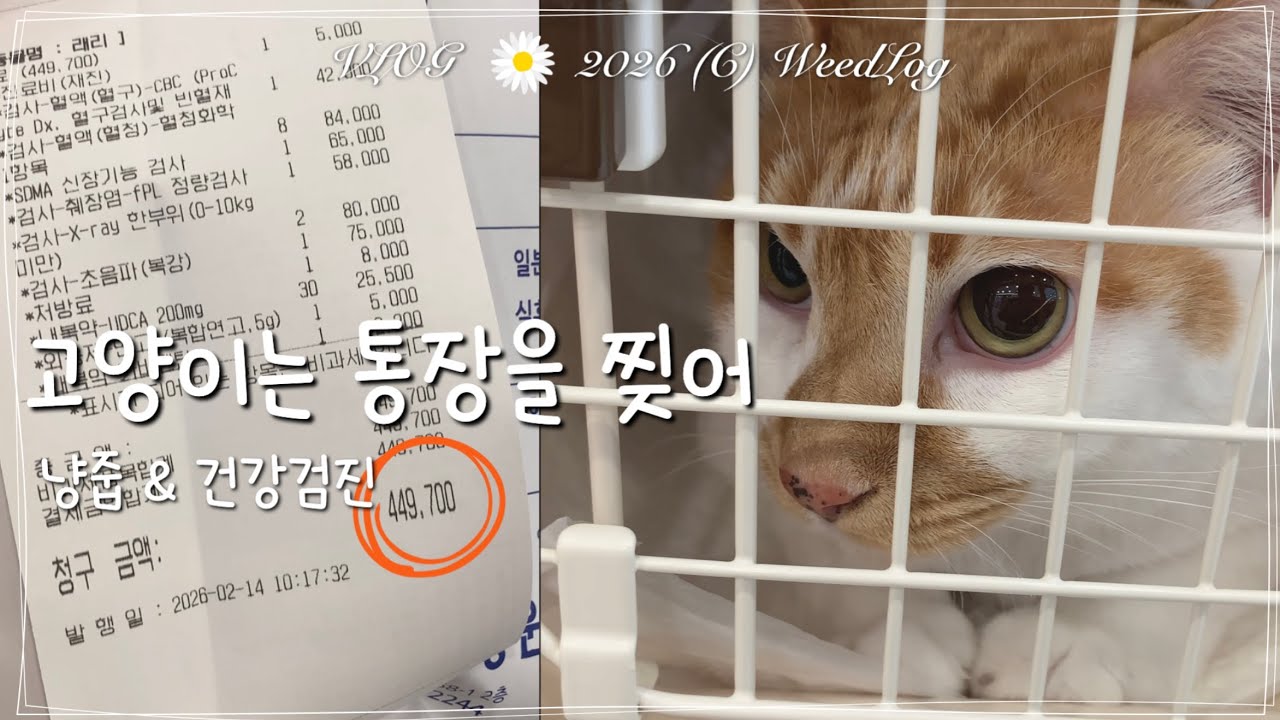 ENG vlog 고양이는 통장을 찢어😭 래리 입양 사연과 건강검진, 예민 쫄보 고양이가 동물병원 가는 브이로그 / 위드로그 2026년 2월 2주