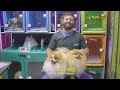 Cuidados Especiais com o Spitz Alemão: Dicas do Dr. Rafael Godoi! 🐶✨