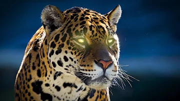 Jaguar snarling and growling. 4 hours of jaguar sounds