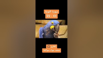 سورة التوبة 01-22: القارئ/محمد جواد سوالمة