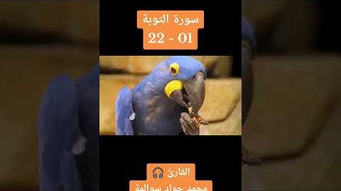 سورة التوبة 01-22: القارئ/محمد جواد سوالمة