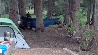 Wyoming site reopens to tent camping after no new reports of bear activity screenshot 4
