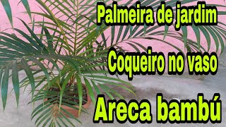 Coqueiro No Vaso Como Cuidar Areca Bambú