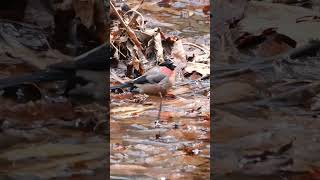 水浴び　ウソ　鷽　Eurasian bullfinch  Pyrrhula pyrrhula