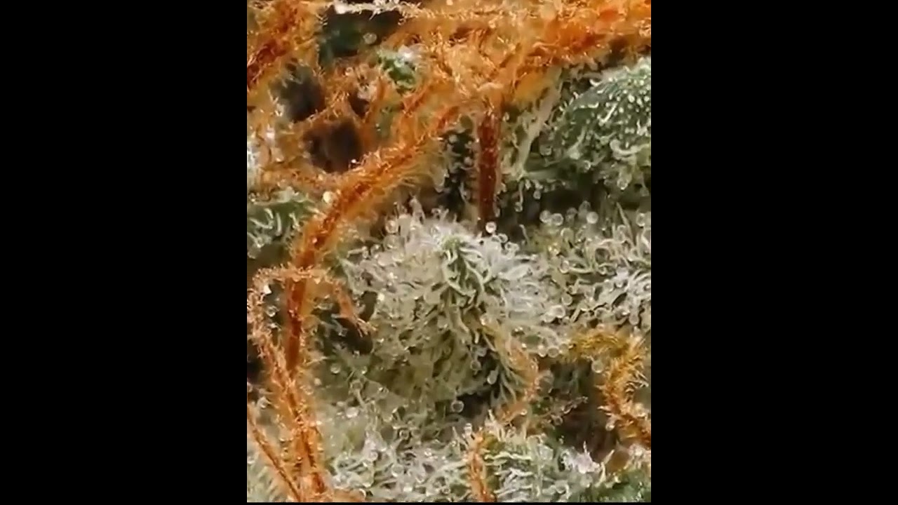 Cannabis | Mendo Kush up close and personal 