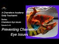 Preventing Chameleon Eye Issues