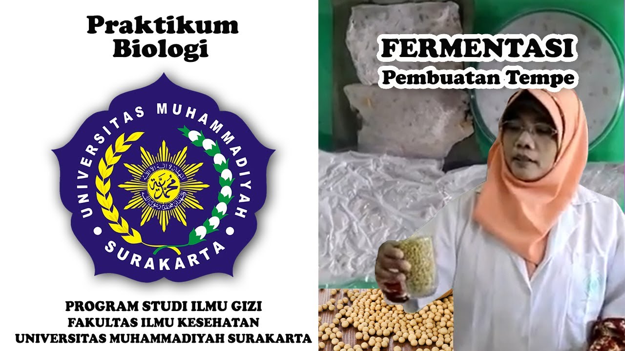 Fermentasi | Pembuatan Tempe | Ilmu Gizi UMS