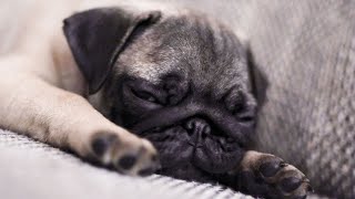 The Life Changing Lessons of Living with a Pug