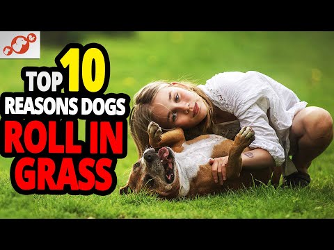 Video: Kenapa Anjing Saya Suka Rolls Rumput?