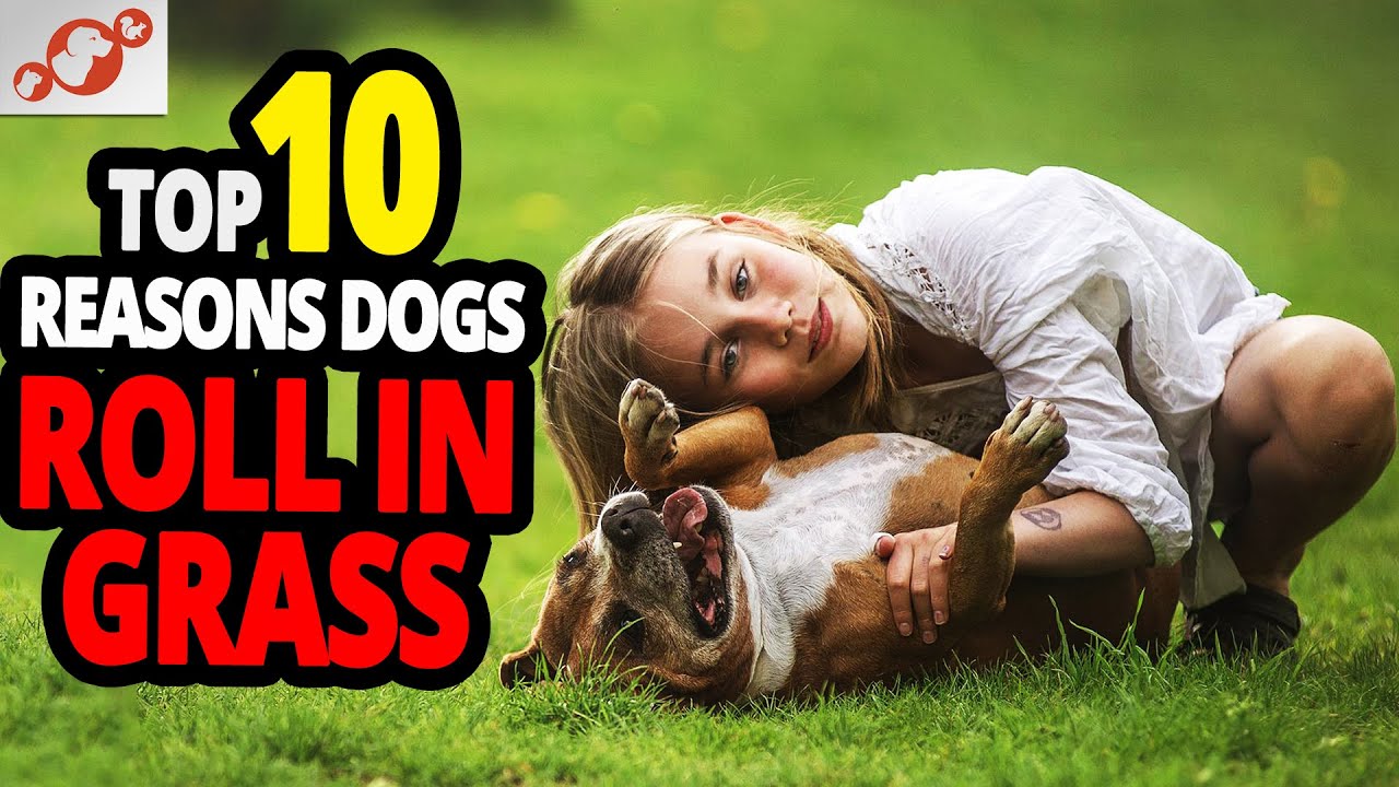 🐕 Why Do Dogs Roll In The Grass? TOP 10 Reasons Why Dogs Roll In The ... - Reasons Why Dogs Roll In Green Grass