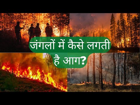वीडियो: जंगल में आग क्यों लगती है