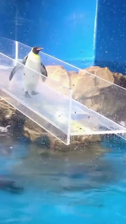 FUNNY PENGUIN MOMENTS! WATCH UNTIL END! PENGUIN SLIPS FROM SLIDE!🐧