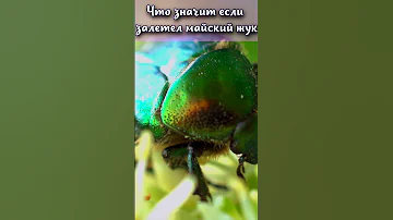Что значит если залетел майский жук? #shorts