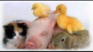 Most Cutest Baby Animals Ever!!! (Montage Video) @toysvilltvstudios7576