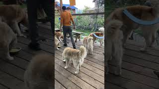 Siberian husky dog videos#doglover#shareandsubscribe#trendingshortsvideo#myyoutubechannel