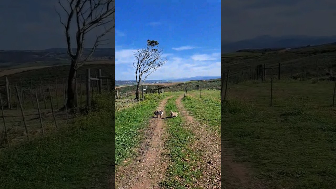 😂😂😂 cats running around on the farm 