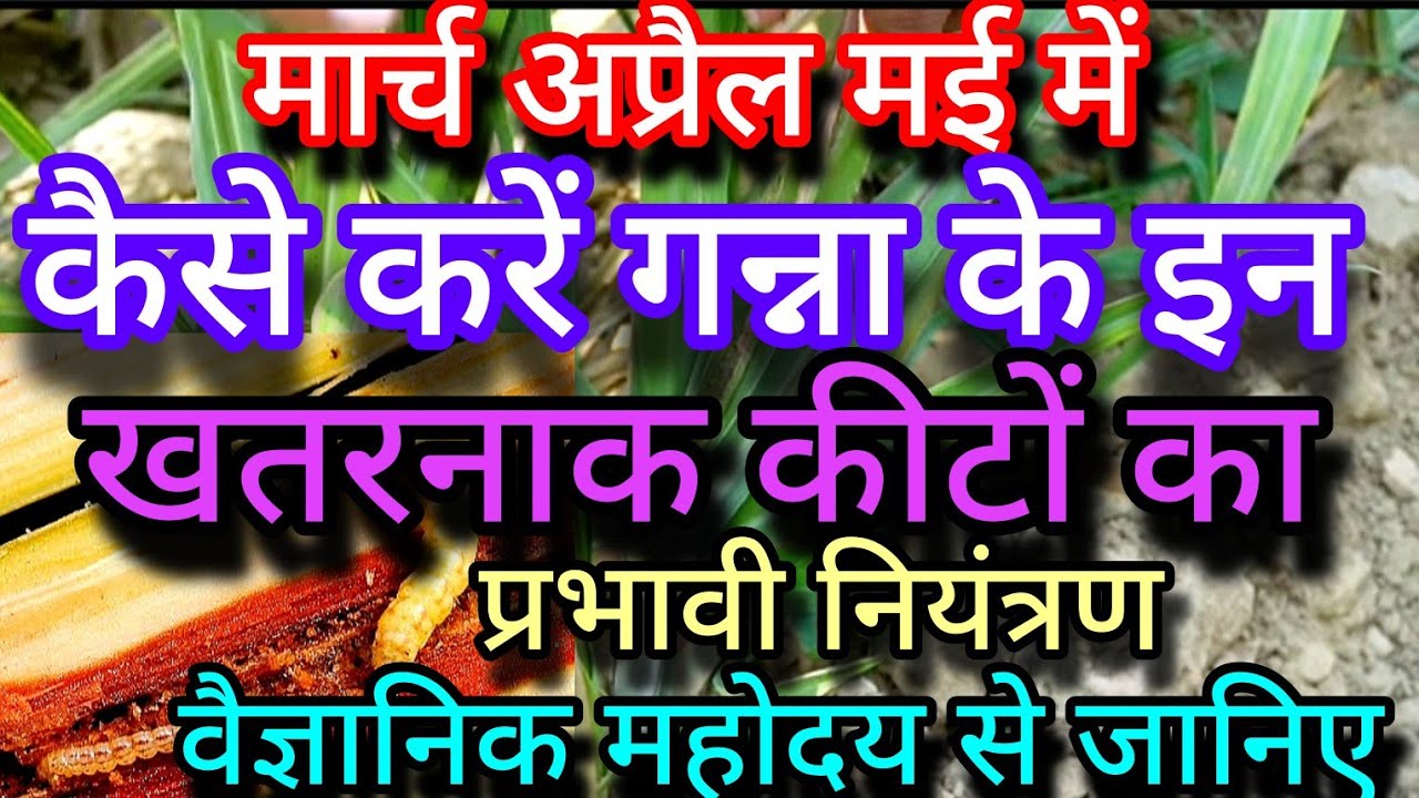 मार्च अप्रैल मई में कैसे करें गन्ना के इन सबसे खतरनाक कीटों का नियंत्रण,वैज्ञानिक महोदय से जानिए।