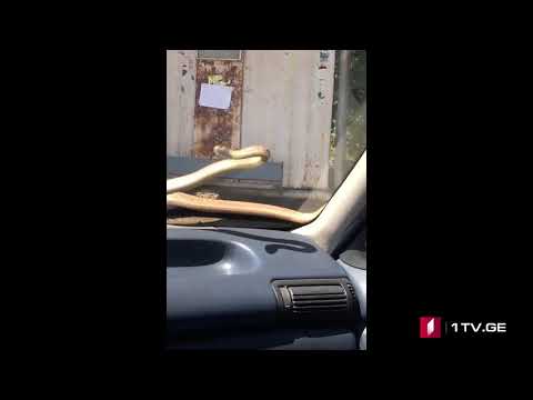 ქუთაისში გზაზე მიმავალ ავტომობილზე ქვეწარმავალი აძვრა