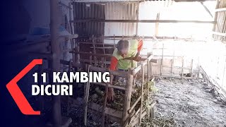 11 Ekor Kambing Milik Seorang Kakek Dicuri