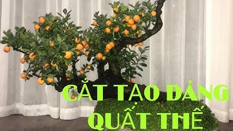 Cách tạo dáng cho cây quất