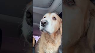 엄마다! 한마디에 난리 난 강아지🐶