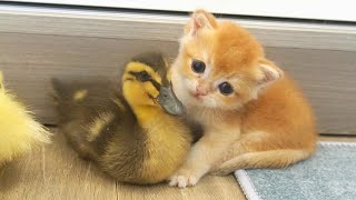 Tiny kittens live with little ducks