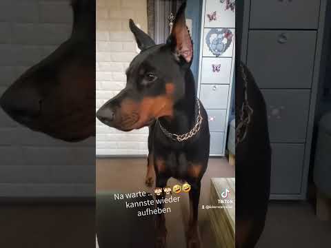 Wenn sich zwei gegenseitig ärgern ❤️🤣