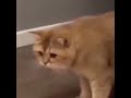 Cat receives too much food