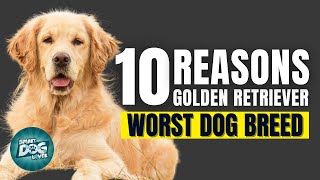 10 Reasons Golden Retrievers Might Just Be The Worst Dog Breed by Smart Dog Lover 1,722 views 1 year ago 10 minutes, 40 seconds