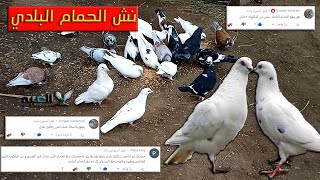 طريقة نش الحمام البلدي من السطوح او من البلكونة