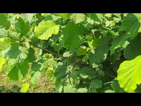 Растительный мир Кубани