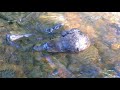 Middle of video