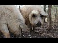 Catching Mangalitsa Piglets- The Fancy Pig Farmer Way!