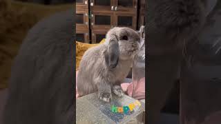 Unbearably Adorable Lop Eared Rabbit Cutest Pet Ever! 🐰😍