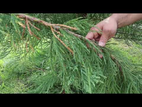 Video: Können Sie einen Riesenmammutbaum in Ihrem Garten pflanzen?