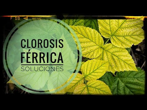 Video: Clorosis férrica: corregir una deficiencia de hierro en las plantas