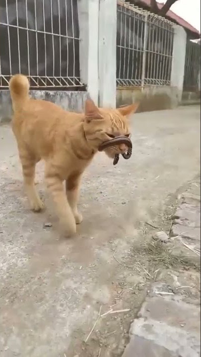 Kucing Oren Barbar Si Pawang Ular