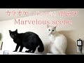 雨宮天/Marvelous sceneをとりあえず歌ってみました。【うたスキ動画】