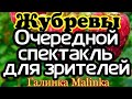 Жубревы Life Vlog /Обзор новых ВЛОГОВ /Очередной спектакль для Зрителей //