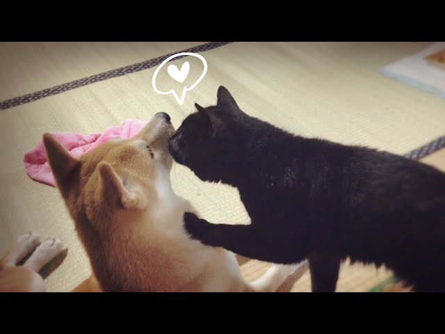 犬と遊びたい猫のアピールが可愛い♡ cat wants to play with dog