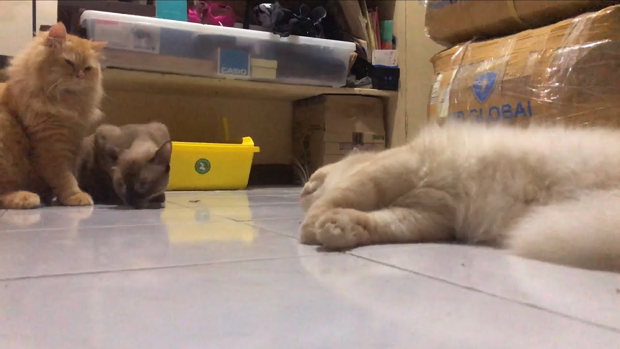 Female Cat’S Reaction After Mating