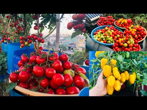 Video: Cây cà chua trong phân trộn - Có thể ủ cà chua được không