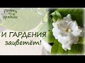 Гардения цветет | Секреты ухода!