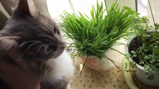 外に憧れる猫 ノルウェージャンフォレストキャットinterested outside.Norwegian Forest Cat.