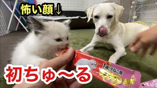 生まれて初めてちゅーるを食べる保護子猫とラブラドールは我を忘れます