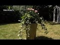 Créer un bac de rosiers et lierre pour une terrasse fleurie - Truffaut