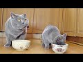 Cute British Shorthair Kitten Videos Compilation - British Shorthair Cats - British Shorthair Meow