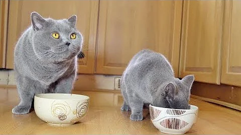 Video 19391: british shorthair kitten enjoying, british shorthair meow, cute british shorthair kitten, british shorthair cat, kittens compilation cute, kitten reviews