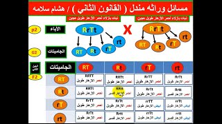 حل مسائل علي قوانين مندل الثاني ( التوزيع الحر )